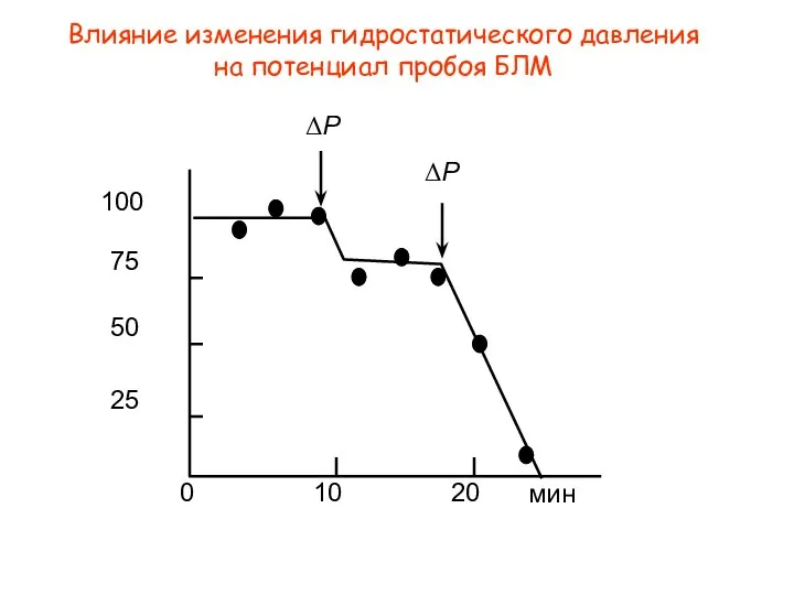 Влияние изменения гидростатического давления на потенциал пробоя БЛМ