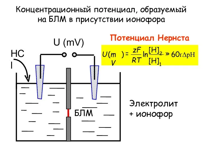Концентрационный потенциал, образуемый на БЛМ в присутствии ионофора Потенциал Нернста Электролит + ионофор БЛМ