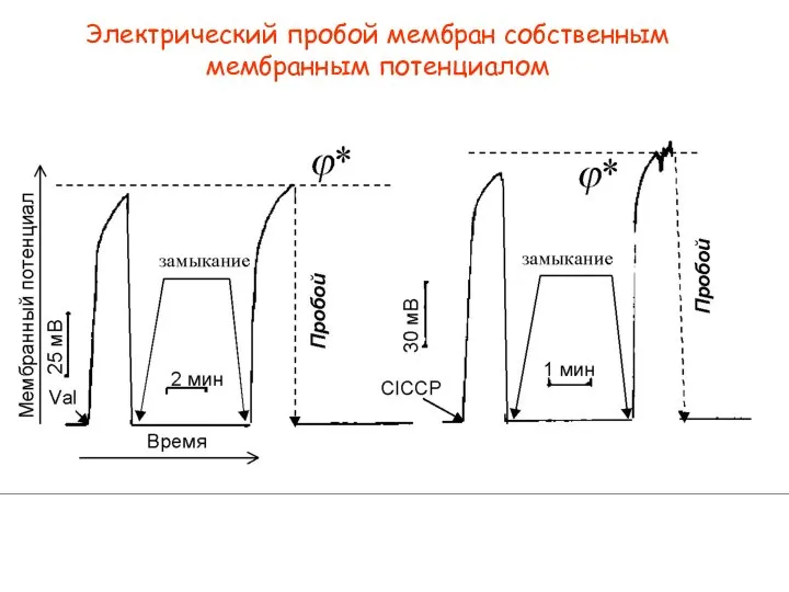 Электрический пробой мембран собственным мембранным потенциалом