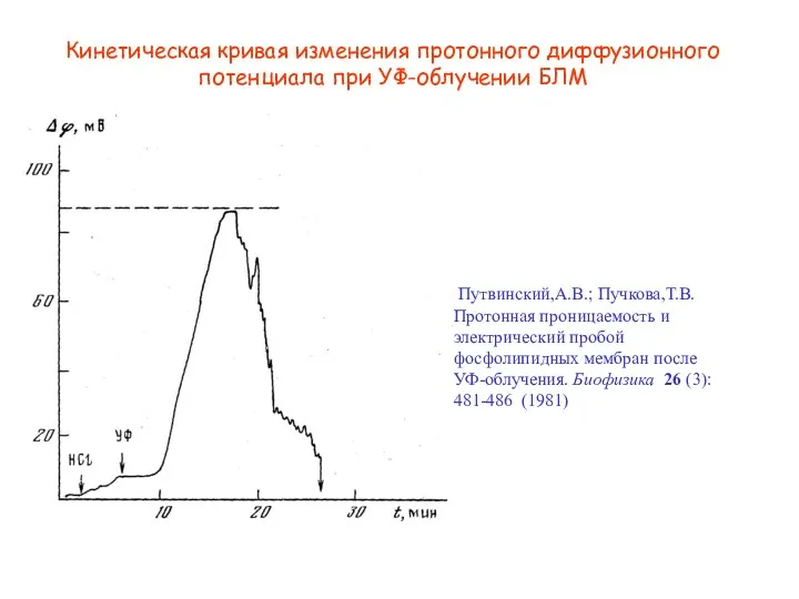 Кинетическая кривая изменения протонного диффузионного потенциала при УФ-облучении БЛМ Путвинский,А.В.; Пучкова,Т.В.