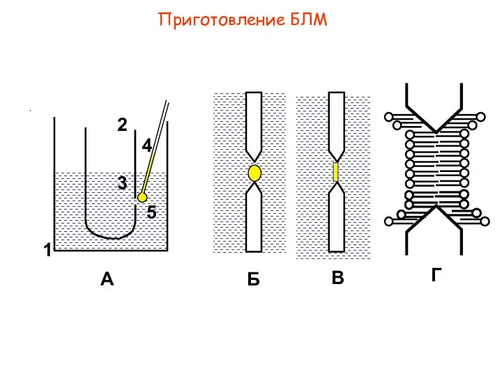 Приготовление БЛМ А В Г 1 5 4 3 2 Б