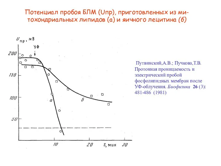 Потенциал пробоя БЛМ (Uпр), приготовленных из ми-тохондриальных липидов (а) и яичного