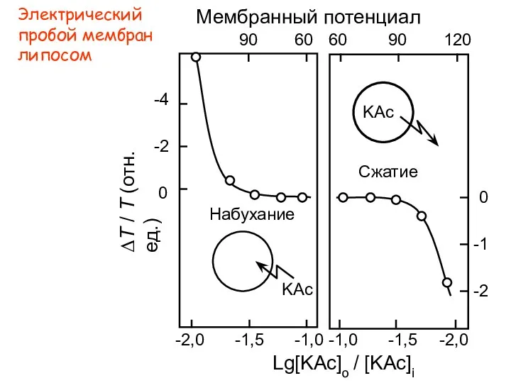 Электрический пробой мембран липосом