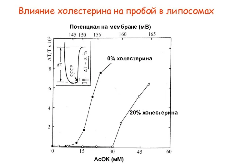 20% холестерина 0% холестерина AcOK (мМ) Потенциал на мембране (мВ) Влияние холестерина на пробой в липосомах