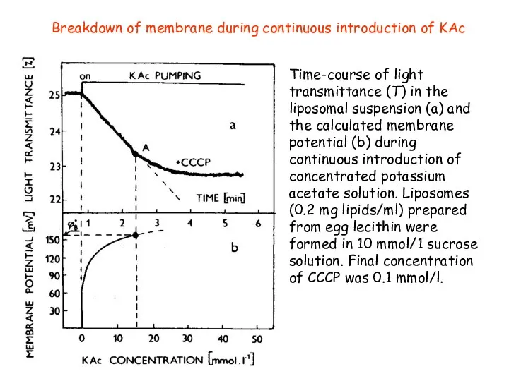 Breakdown of membrane during continuous introduction of KAc Time-course of light