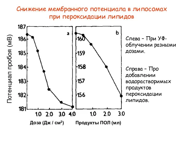 Снижение мембранного потенциала в липосомах при пероксидации липидов Доза (Дж /