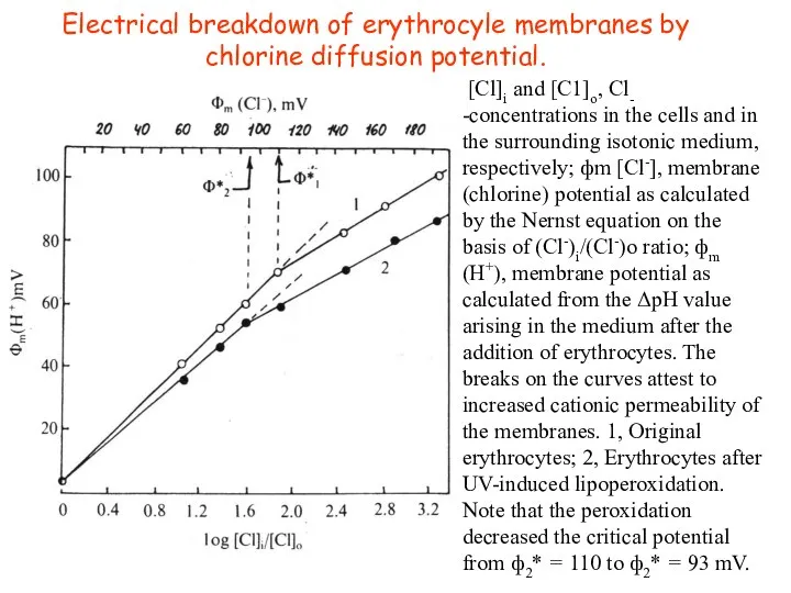 [Cl]i and [C1]o, Cl- -concentrations in the cells and in the