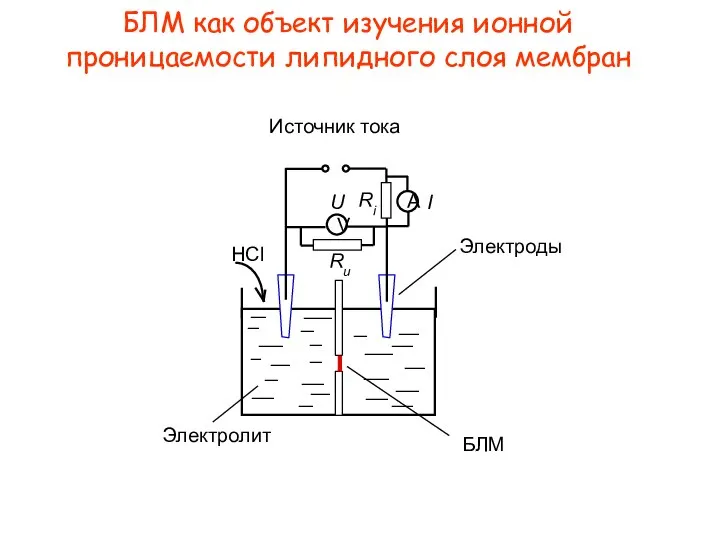 БЛМ как объект изучения ионной проницаемости липидного слоя мембран