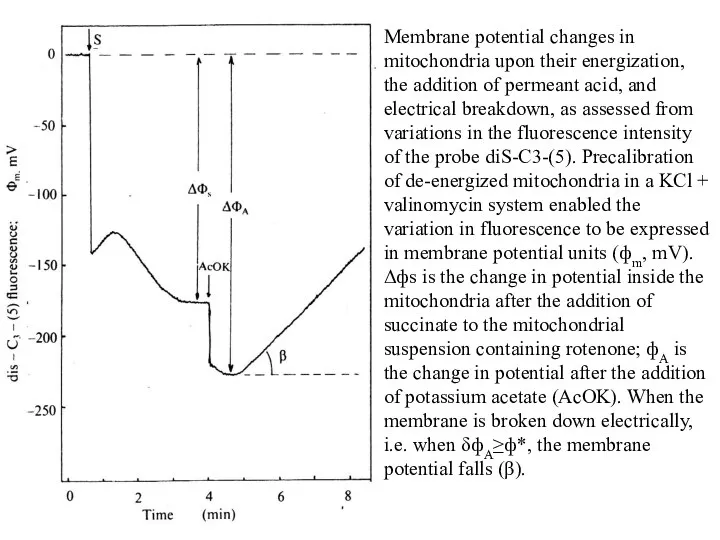 Membrane potential changes in mitochondria upon their energization, the addition of