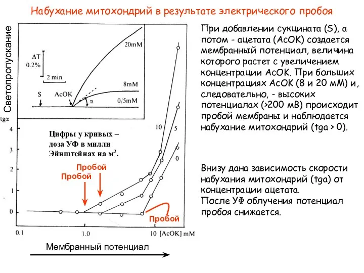 При добавлении сукцината (S), а потом - ацетата (AcOK) создается мембранный