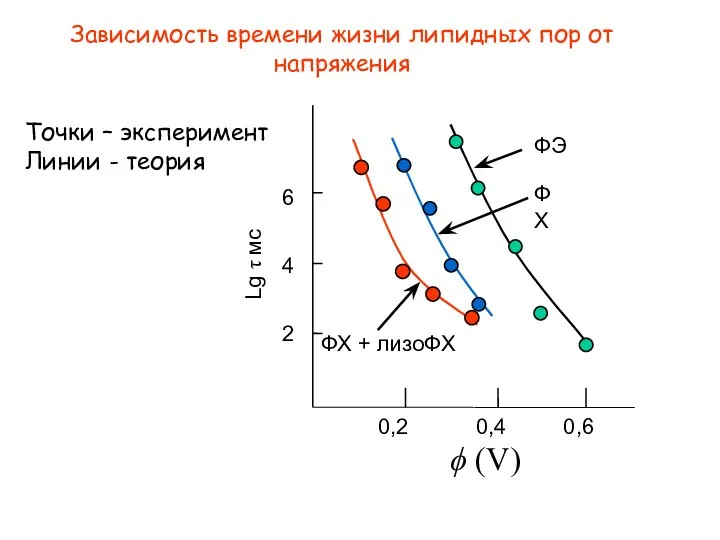 Зависимость времени жизни липидных пор от напряжения ϕ (V) 6 4