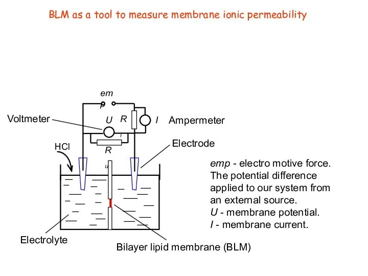 BLM as a tool to measure membrane ionic permeability HCl U