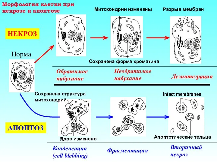 Обратимое набухание Норма Сохранена форма хроматина Митохондрии изменены Разрыв мембран Необратимое