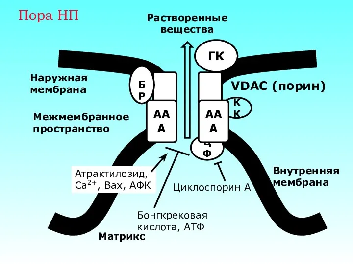 Матрикс Наружная мембрана Межмембранное пространство Внутренняя мембрана Пора НП