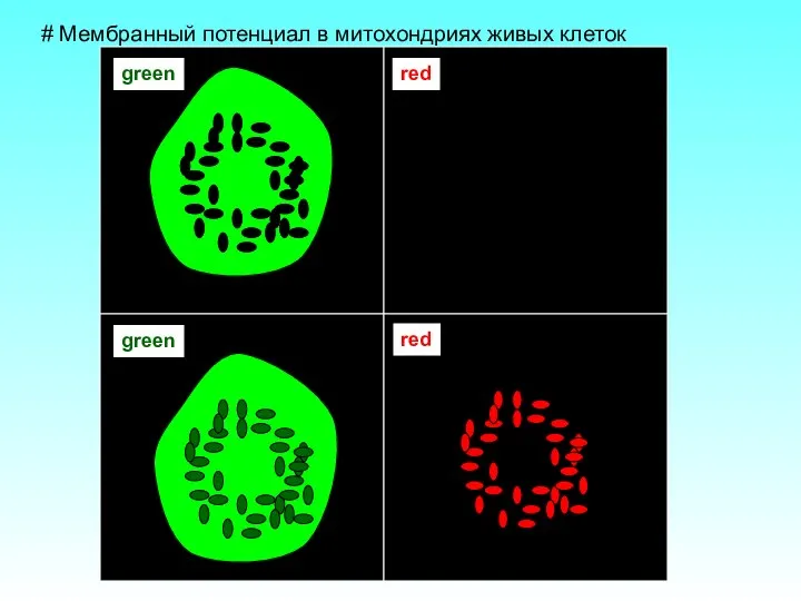 # Мембранный потенциал в митохондриях живых клеток