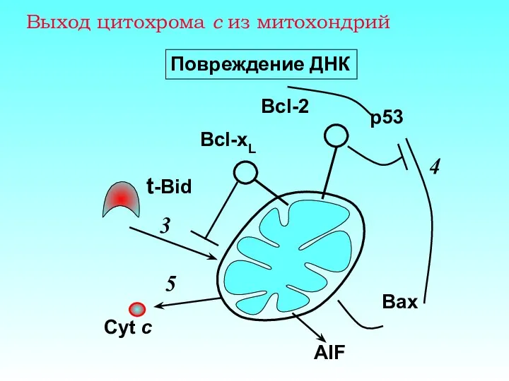 Выход цитохрома с из митохондрий