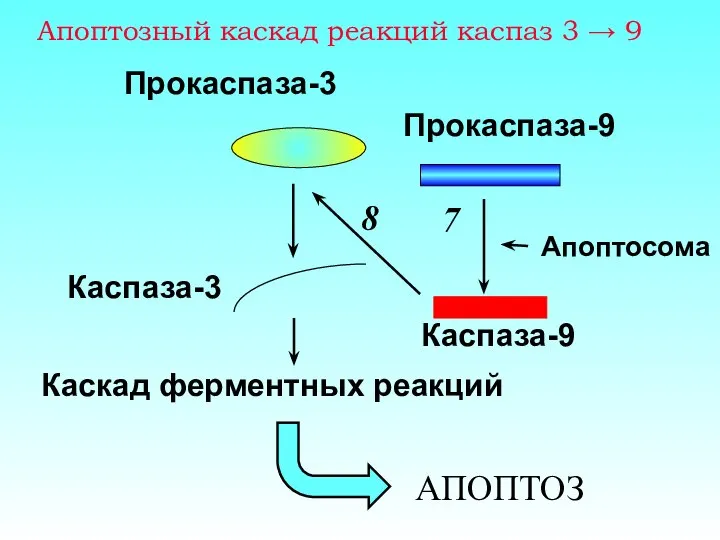 Апоптозный каскад реакций каспаз 3 → 9 Апоптосома