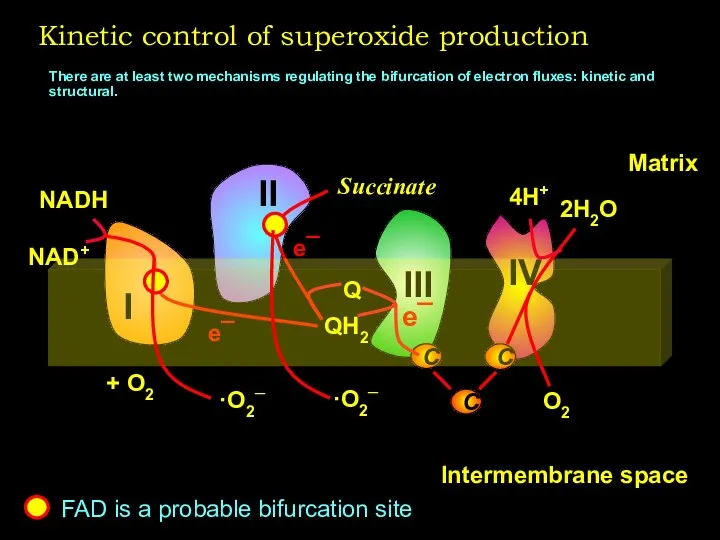 Kinetic control of superoxide production There are at least two mechanisms