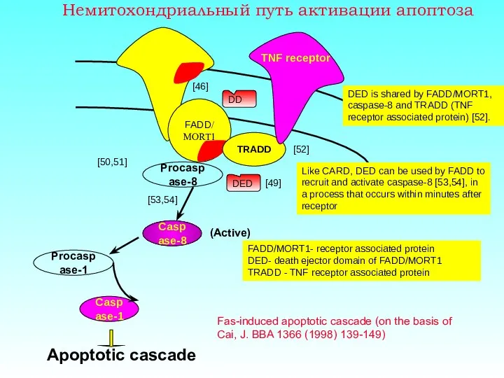 Немитохондриальный путь активации апоптоза FADD/ MORT1 DED TRADD DD [49] [50,51]