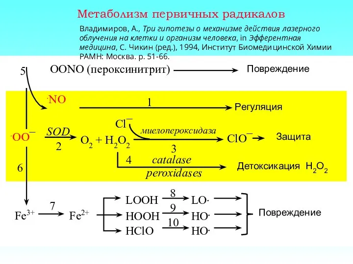 Метаболизм первичных радикалов .OO¯ Защита LOOH HOOH HClO SOD O2 +