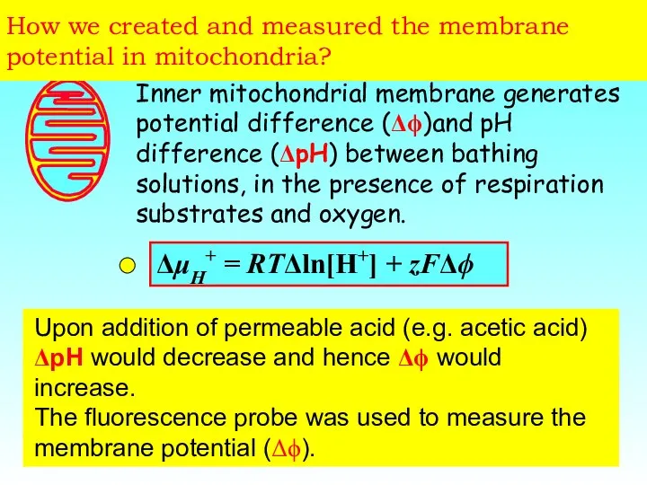 How we created and measured the membrane potential in mitochondria? Inner