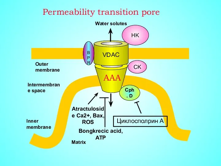VDAC HK CK BPR Cph. D Intermembrane space Inner membrane Outer