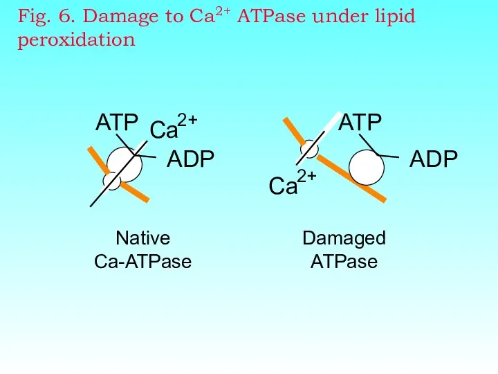 Fig. 6. Damage to Ca2+ ATPase under lipid peroxidation