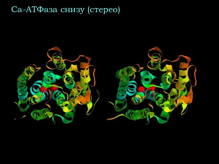 Са-АТФаза снизу (стерео)