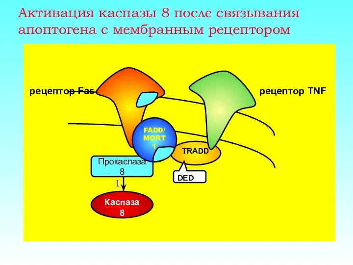 TRADD Активация каспазы 8 после связывания апоптогена с мембранным рецептором 1 Прокаспаза 8