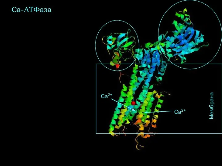 Са-АТФаза Ca2+ Ca2+ Мембрана