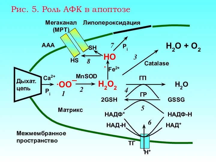 Рис. 5. Роль АФК в апоптозе