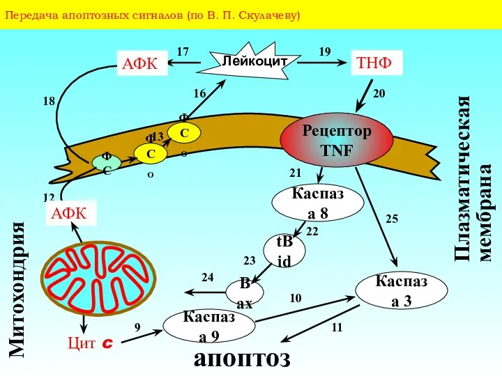Передача апоптозных сигналов (по В. П. Скулачеву) Плазматическая мембрана 16 18