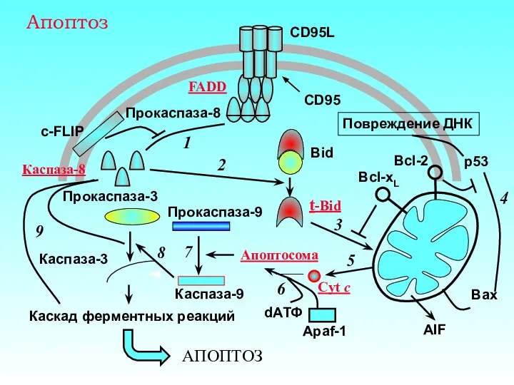 Апоптоз