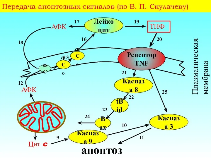 Передача апоптозных сигналов (по В. П. Скулачеву)