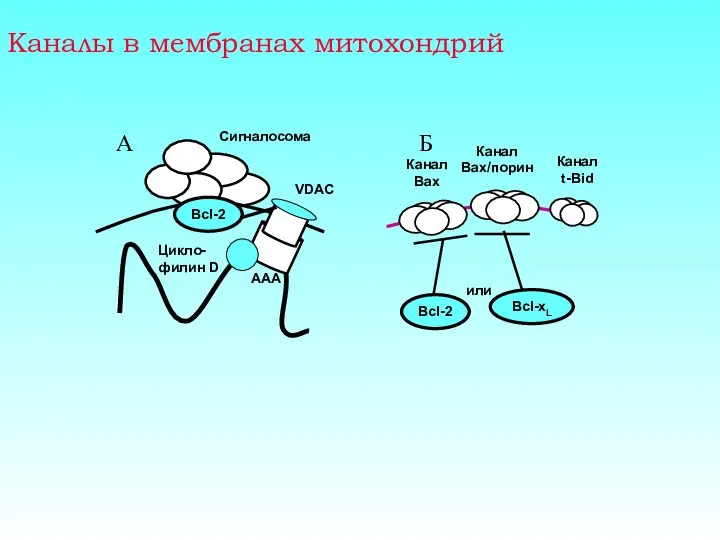 Каналы в мембранах митохондрий Б А