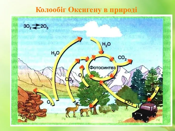 Колообіг Оксигену в природі