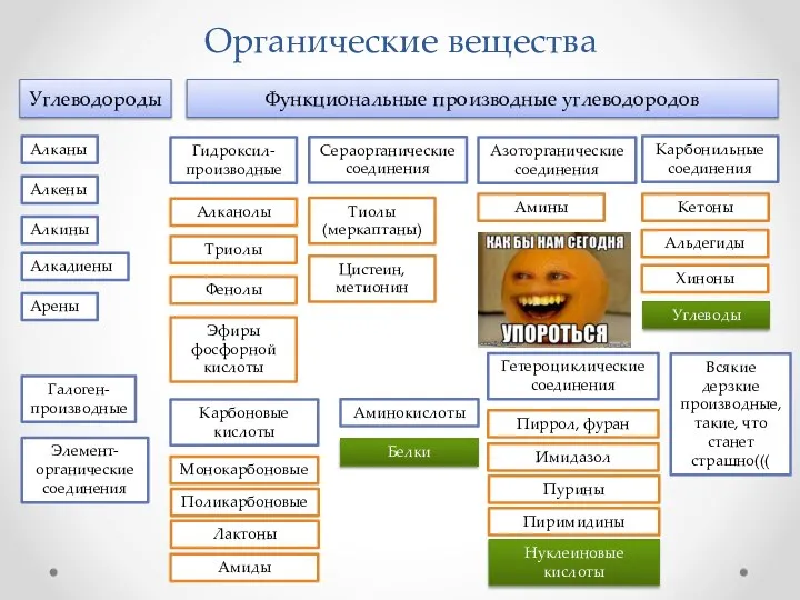 Органические вещества Углеводороды Алканы Алкены Алкины Алкадиены Арены Функциональные производные углеводородов