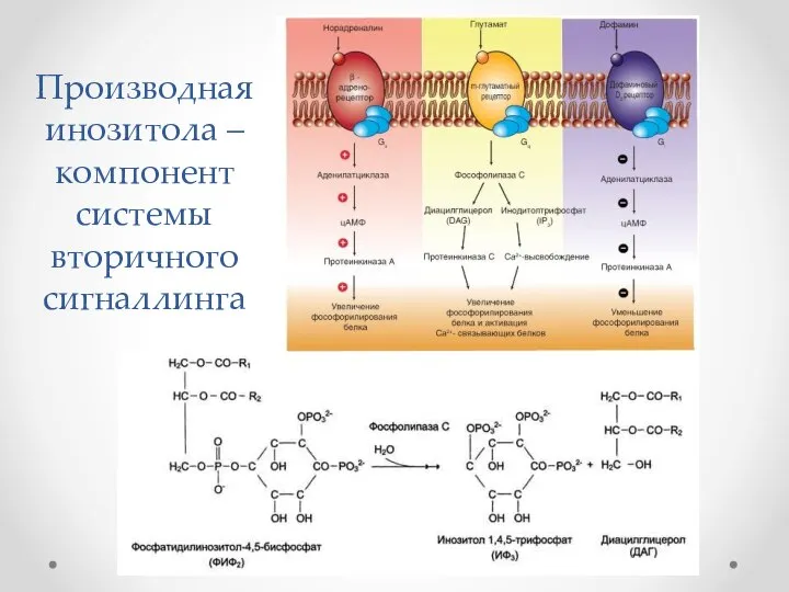 Производная инозитола – компонент системы вторичного сигналлинга