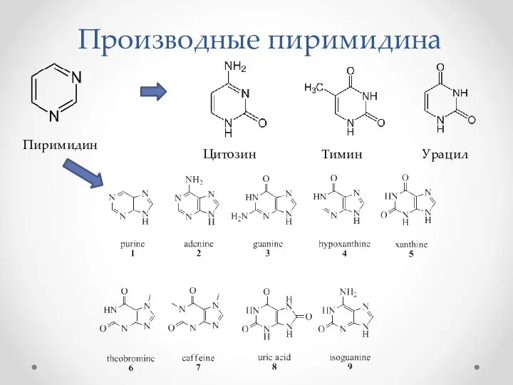 Производные пиримидина Пиримидин Цитозин Тимин Урацил