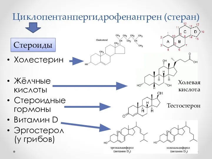 Циклопентанпергидрофенантрен (стеран) Холестерин Жёлчные кислоты Стероидные гормоны Витамин D Эргостерол (у грибов) Стероиды Холевая кислота Тестостерон