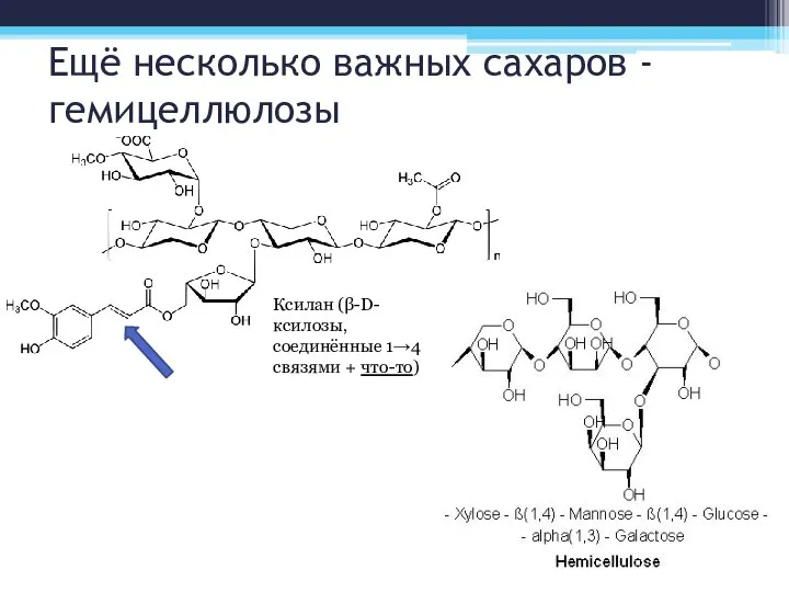 Ещё несколько важных сахаров - гемицеллюлозы Ксилан (β-D-ксилозы, соединённые 1→4 связями + что-то)