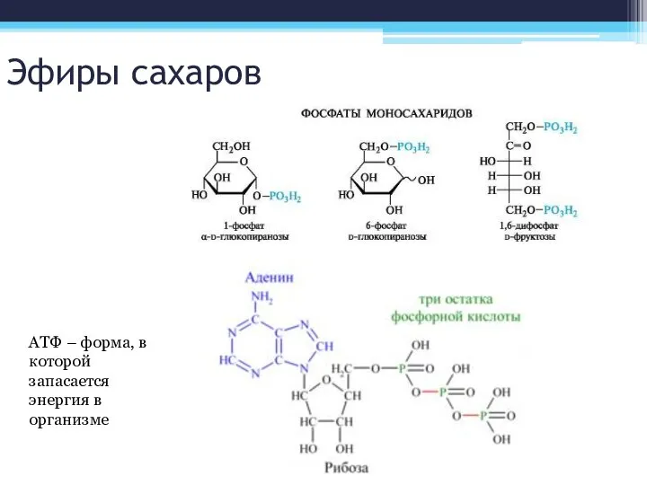 Эфиры сахаров АТФ – форма, в которой запасается энергия в организме