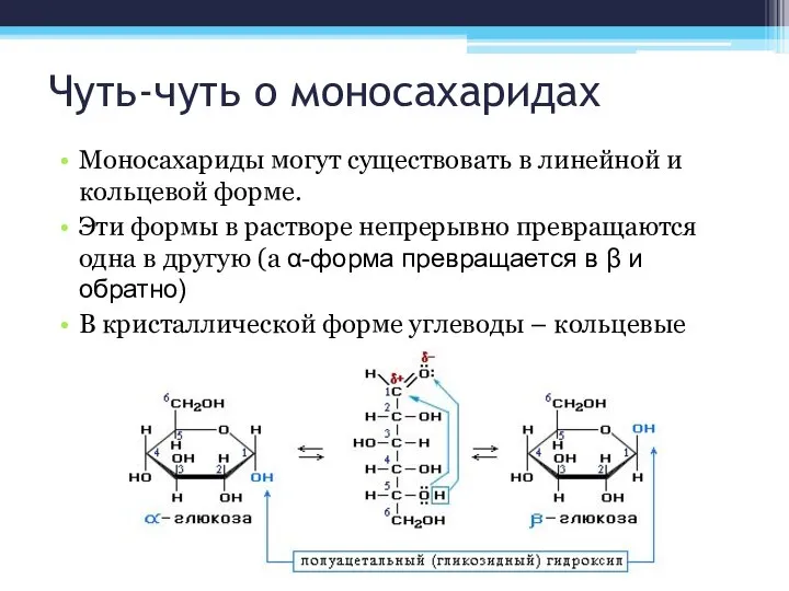 Чуть-чуть о моносахаридах Моносахариды могут существовать в линейной и кольцевой форме.