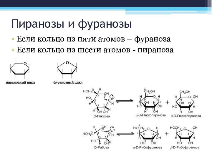 Пиранозы и фуранозы Если кольцо из пяти атомов – фураноза Если