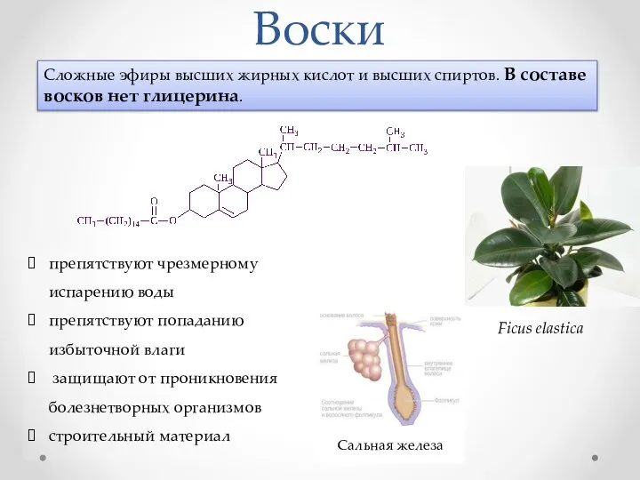 Воски Сложные эфиры высших жирных кислот и высших спиртов. В составе