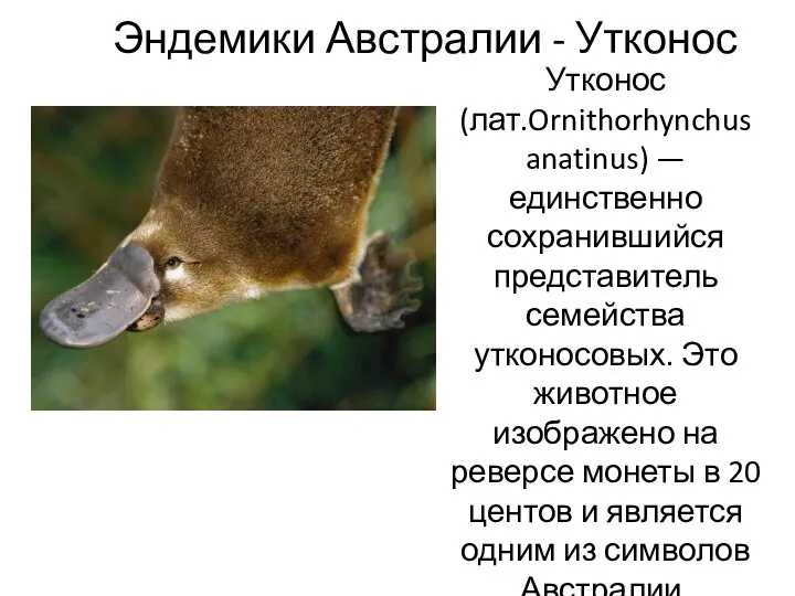 Эндемики Австралии - Утконос Утконос (лат.Ornithorhynchus anatinus) — единственно сохранившийся представитель