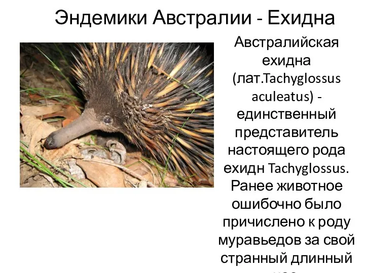 Эндемики Австралии - Ехидна Австралийская ехидна (лат.Tachyglossus aculeatus) - единственный представитель
