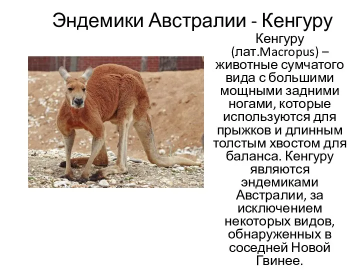 Эндемики Австралии - Кенгуру Кенгуру (лат.Macropus) – животные сумчатого вида с