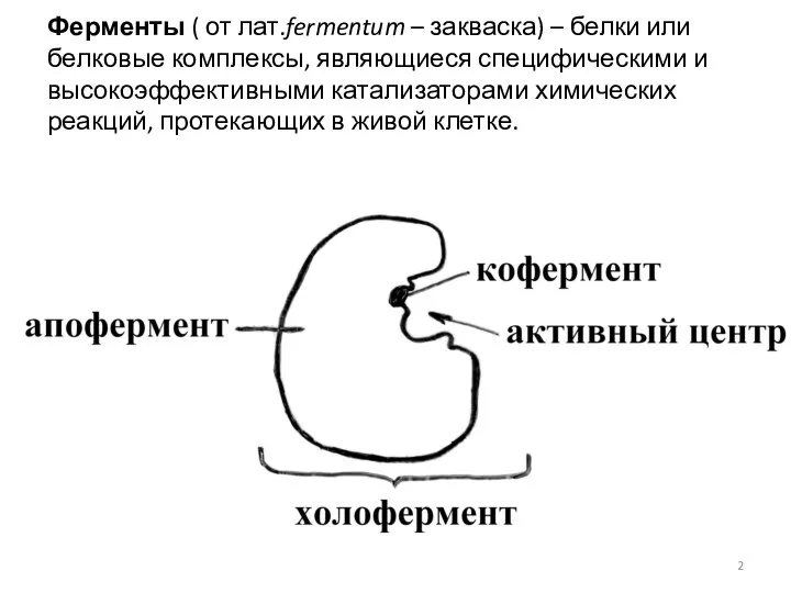 Ферменты ( от лат.fermentum – закваска) – белки или белковые комплексы,