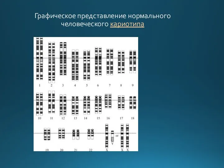 Графическое представление нормального человеческого кариотипа